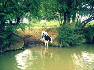 Cow drinking near North Kilworth narrowboats
