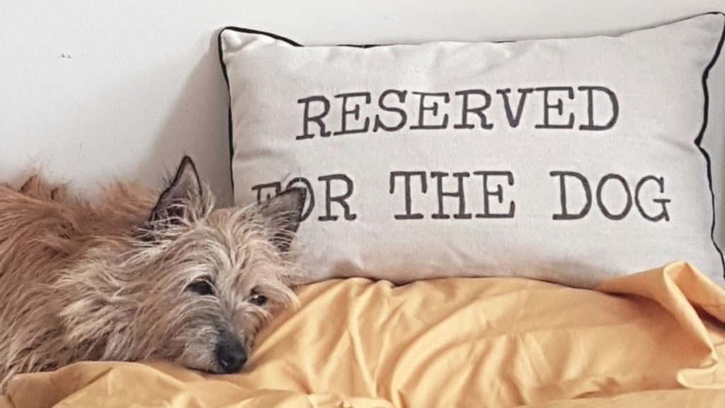 little dog on a canal boat holiday with boutique narrowboats