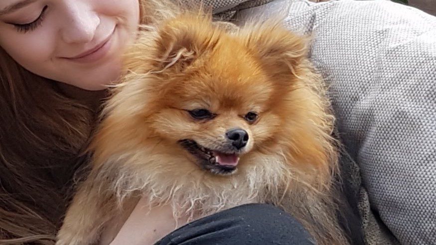 little pomeranian on a canal boat holiday