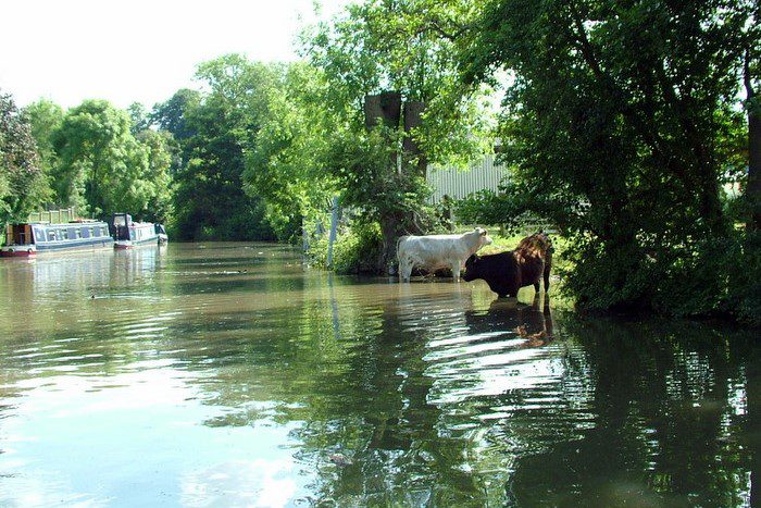 Cows drinking from the canal near market harborough