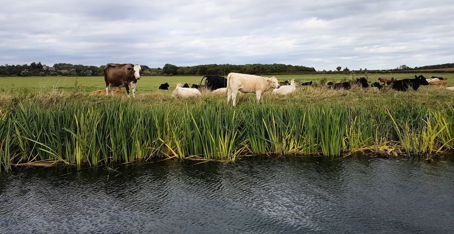 Cows on a boutique luxury narrowboat holiday close to home